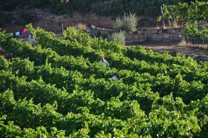 Imatge d’arxiu de treballs de verema en una finca de Lleida.