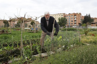 Un veí treballant ahir al seu hort urbà de Pardinyes.