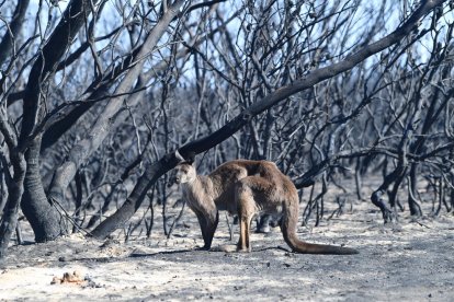 El fuego ha arrasado ya más de ocho millones de hectáreas y se ha cobrado la vida de 26 personas.