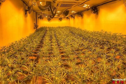 Detingut per cultivar més de 1.000 plantes de marihuana en una casa de Montoliu de Lleida