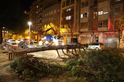 Un pi de grans dimensions va caure ahir a la tarda al carrer Mariola sense provocar danys.