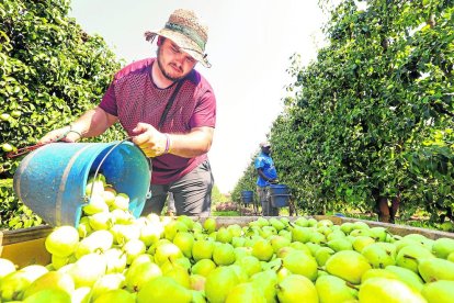 El inicio de la recolección de la pera en julio del año pasado.