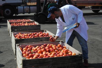 Imatge d’arxiu d’inspecció de fruita retirada del mercat amb ajuts comunitaris per a transformació en suc a Lleida.