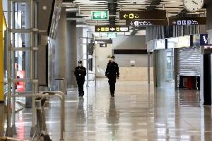 Mueren 23.000 pollitos abandonados en palés en el aeropuerto de Barajas