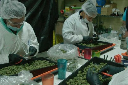 Un laboratorio en el que se trabaja con cannabis con fines terapéuticos.