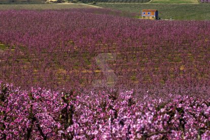 Arbres fruiters florits a Serós en una imatge d'arxiu.