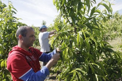 Imatge d’arxiu de temporers i agricultors en situació plenament legal duent a terme treballs d’aclarida en una finca de Lleida.