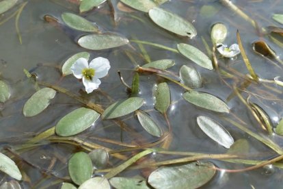 Vint plantes en perill a Lleida