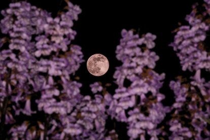 Así se vio la Superluna rosa, la más grande del año, desde las comarcas de Lleida 