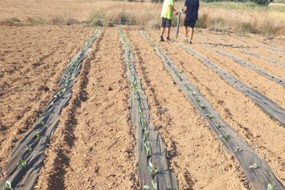 Imagen de las plantaciones en el campo experimental de Fraga.