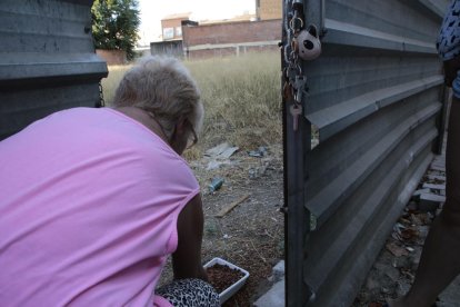 Imagen de archivo de una voluntaria dando de comer a gatos. 