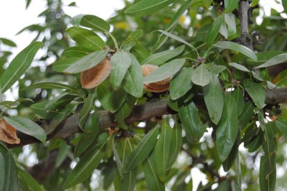 Imatge d'arxiu d'ametlles en un arbre.