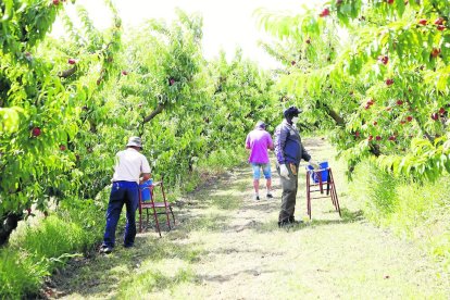 Temporers i agricultors collint fruita aquesta setmana en una finca de Torres de Segre.