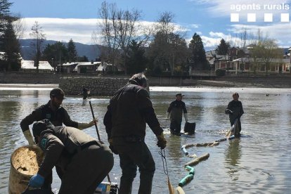 Los técnicos y los rurales ayer extrayendo carpas del lago. 