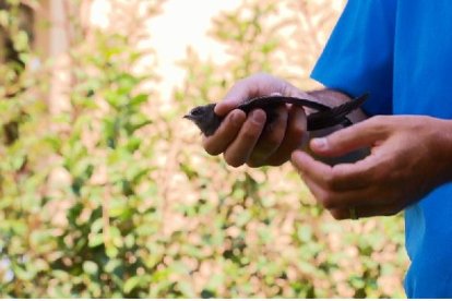 Imagen del reportaje ‘Aves desahuciadas’. 