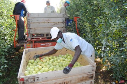 Imagen de trabajos de recolección de manzanas el pasado jueves en una explotación de Bell-lloc d’Urgell.