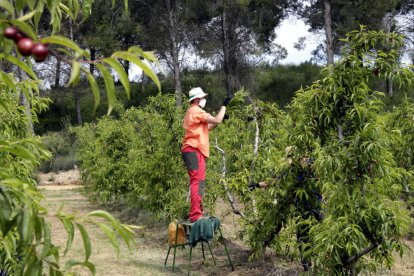 Imagen de labores de aclarado de frutales a finales de abril en una finca de Alcarràs.