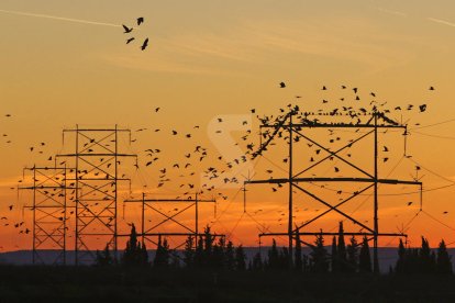 Una bandada d'estornells sobre una torre i una línia elèctrica a Montoliu de Lleida