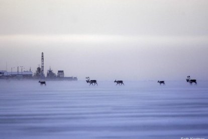 En Anchorage la fauna autóctona se acerca a la ciudad.