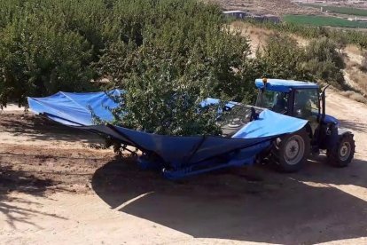 Recogida ayer de las primeras almendras en Sarroca de Lleida.