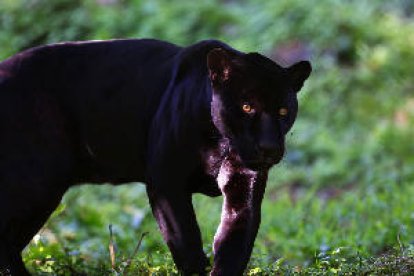 Alerten de la presència d'una pantera negra en un poble de Granada