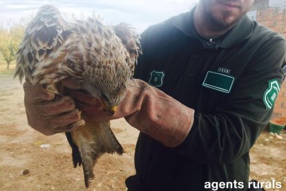 Imagen de archivo de un milano real rescatado por los Agentes Rurales en Castelldans. 