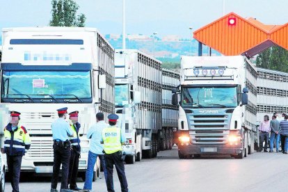 Imatge d’arxiu d’una inspecció de camions amb porcs.