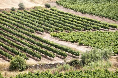 Viñedos en Verdú, donde actualmente se amplía el regadío y el canal ha cambiado buena parte del paisaje local.