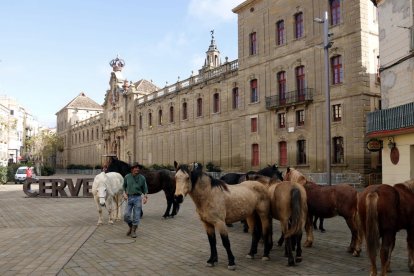 Cavalls pel centre de Cervera - Els deu cavalls de la Fundació Miranda van passar ahir pel centre de Cervera i van despertar la curiositat dels veïns. Aquesta entitat treballa amb cavalls que van patir maltractament i abandó i els proporciona un ...