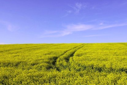 L’IRTA ha analitzat la colza com a alternativa a la soja.