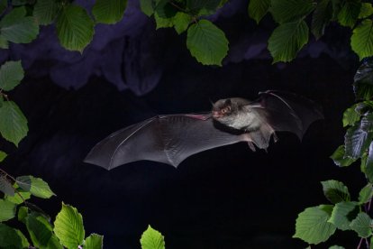 Un exemplar de ratpenat de l'espècie Myotis Capccini, descobert en una mina de Seròs