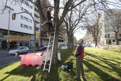 Dos operaris comproven l’estat d’un dels arbres que serà trasplantat. A la dreta, les cues que va provocar el tall d’un carril.