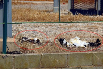 Ipcena denuncia que dues cigonyes han mort electrocutades a la partida Fontanet de Lleida