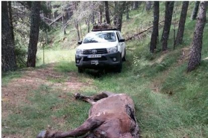 L’animal va ser trobat en un barranc a Guils.