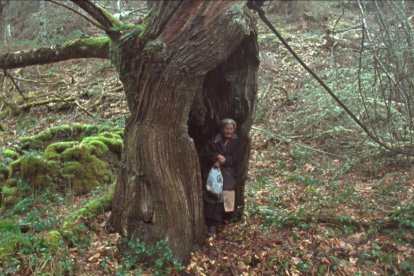 El corazón del bosque