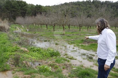 L'alcalde de Maials, David Masot, mostra els camps d'ametllers inundats aquesta setmana.