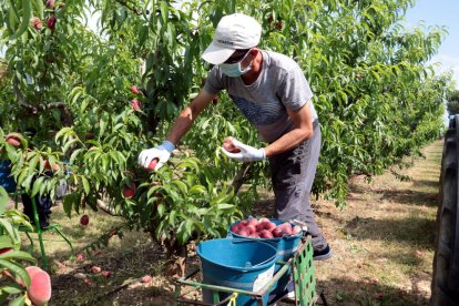 Recolección de fruta de hueso temprana en una finca de Torres de Segre el pasado mes de mayo.