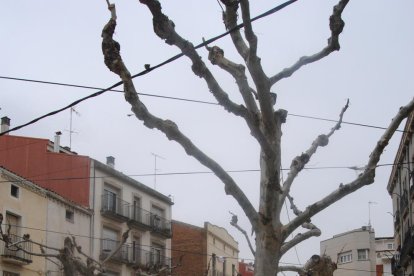 La plaza Major, una de las últimas zonas reformadas del centro. 