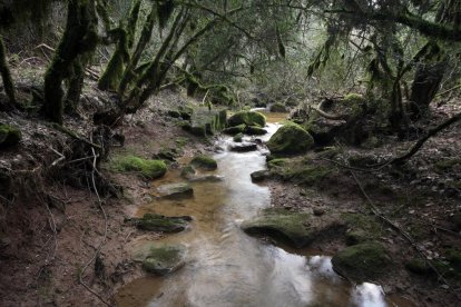 La riera de Llanera al municipi de Torà, la ‘cara’ més desconeguda de la Segarra.