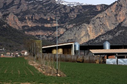 Camps de fruiters florits per la calor a Seròs, al Baix Segre.