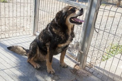 Imagen del perro abandonado, Noa, ayer en la protectora de Tàrrega. 