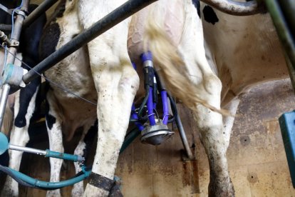 Detalle de ordeño mecánico de una vaca en una explotación láctea catalana.