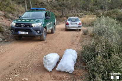 Els tres sacs amb les pinyes recollides van ser decomissats.