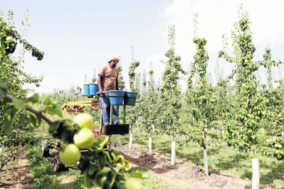 Imatge de recollida de peres en una finca del Segrià la setmana passada.