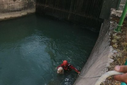 Moment en què el bomber va treure el gos de l’aigua.