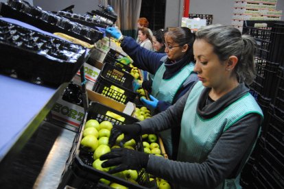 Hort Calvís Fruits de Golmés trabajaba ayer a tope para poder hacer frente a la demanda de fruta y según las trabajadoras preparaban las cajas se llenaban los camiones para los envíos a destino.