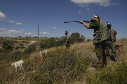 Imatge d’arxiu d’una batuda de conills al municipi de Seròs.