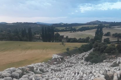 El ramat que baixa des de Castanesa fins a Alcarràs.