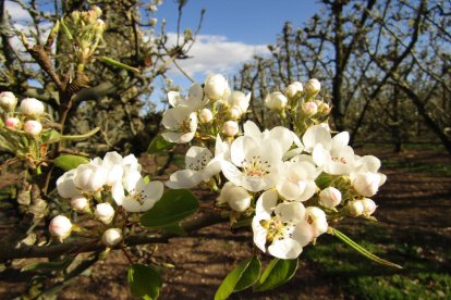 Floración en perales de las variedades Ercolini y Blanquilla