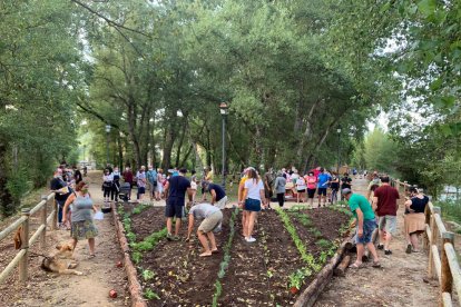 Integrantes de la Associació Senterada Municipi Viu i Sostenible trabajando en su jardín comestible.